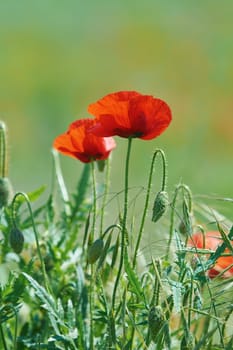 Red Poppy Flowers in the Green Grass