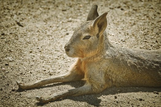 Portrait of Patagonian Mara (Dolichotis patagonum)