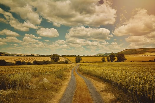 Country Road between Fields in Bulgaria