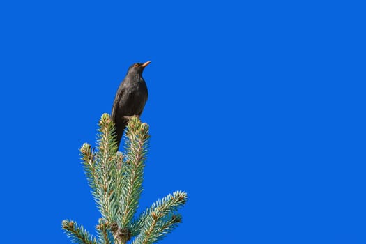 Blackbird (Turdus merula) on the Top of Tree