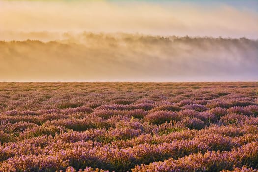 Sunrise over Lavender Field in the Morning