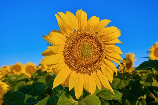 Sunflower on the Background of a Blue Sky