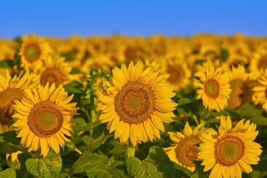 Field of Sunflowers in Bulgaria