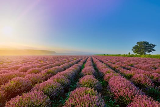 Sunrise over Lavender Field in the Morning
