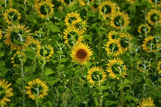 One of all Sunflowers Grows not Like Other Ones