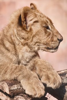 Portrait of Young Lion