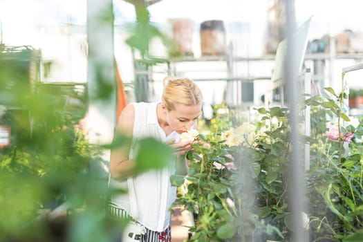 Beautiful female customer holding and smelling blooming yellow potted roses in retailer's greenhouse.