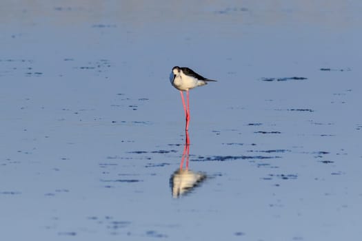 black winged stilt in Danube Delta, Romania