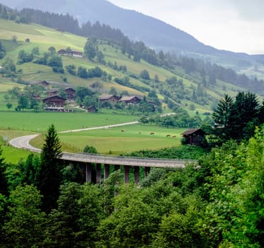 Austrian country  scenery with road and cattle