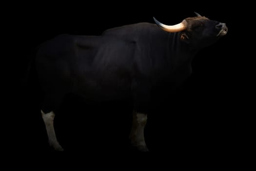 gaur ( Bos gaurus ) standing in the dark