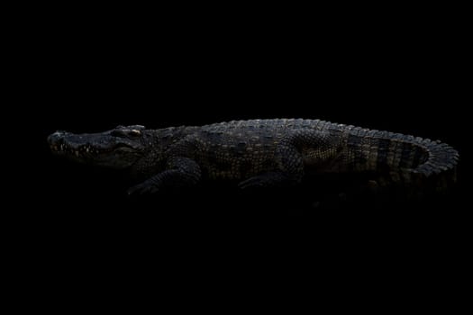 siamese crocodile ( Crocodylus siamensis ) in the dark