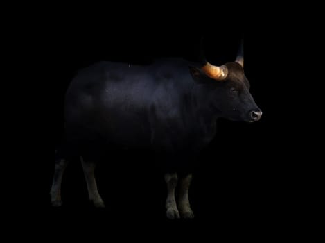 gaur ( Bos gaurus ) standing in the dark