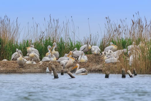 dalmatian pelicans (pelecanus crispus) in Danube Delta, Romania