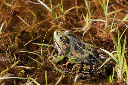 Pond frog Pelophylax esculenta at the water's edge