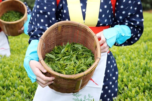 Japanese woman harvesting tea leaves on farmland of tea plantation