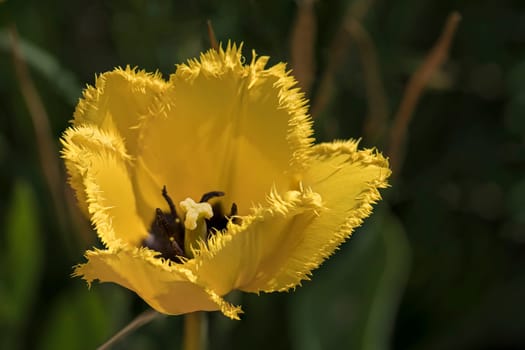 French Yellow Tulip (Tulipa),close-up,Garden,Austria
