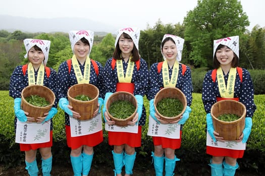 japanese,woman,harvest,tea,leaves,agriculture,plantation,pick