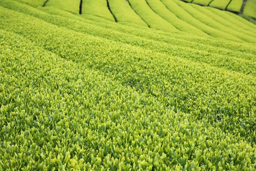 Beautiful fresh Japanese green tea plantation close up background