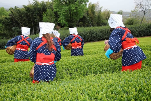 KAGAWA, JAPAN - APRIL 17, 2018: Young japanese woman with traditional clothing kimono harvesting green tea leaves on farmland of tea plantation on April 17, 2018 Mitoyo Kagawa, Japan.