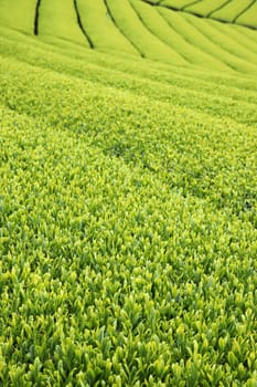 Beautiful fresh Japanese green tea plantation close up background