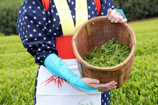 Japanese woman harvesting tea leaves on farmland of tea plantation