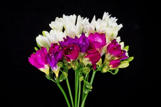 Freesia,bunch of cut flowers in spring with a black background