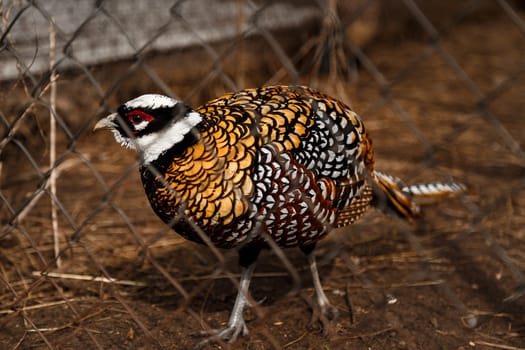 Partridge golden in the enclosure of the zoo