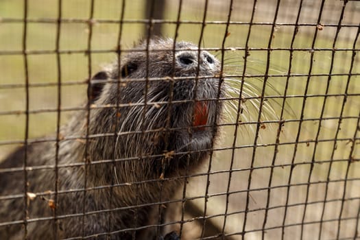 Nutria, muzzle close-up, fragment of nose and teeth