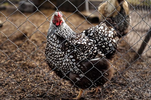 Chicken puff color in the enclosure in the village courtyard