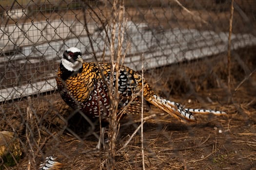 Partridge golden in the enclosure of the zoo
