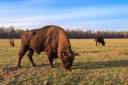european bison in the forest. Bucsani Romania