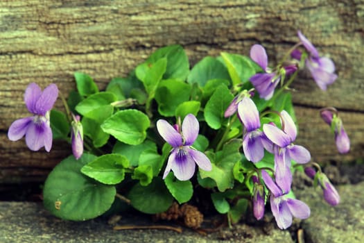 Fragrant violet Viola odorata in the natural garden