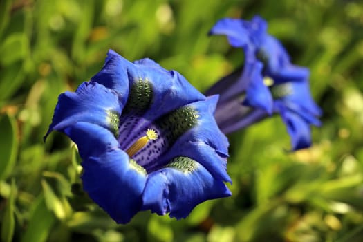 Macro Blue Gentian Gentiana acaulis