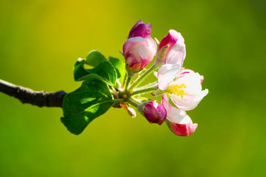 Apple blossom,close-up of the flowering of an apple tree in spring