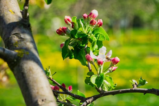 Apple blossom,close-up of the flowering of an apple tree in spring
