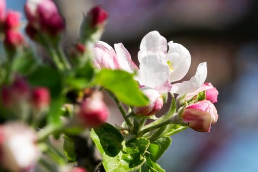 Apple blossom,close-up of the flowering of an apple tree in spring