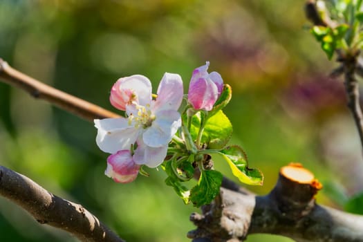 Apple blossom,close-up of the flowering of an apple tree in spring