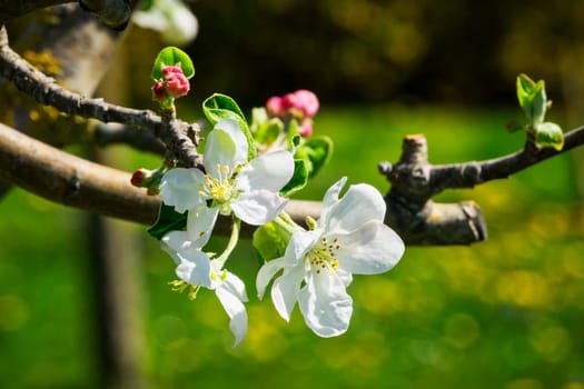 Apple blossom,close-up of the flowering of an apple tree in spring