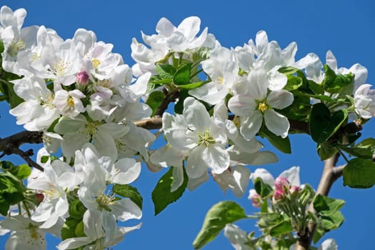 Apple blossom,close-up of the flowering of an apple tree in spring