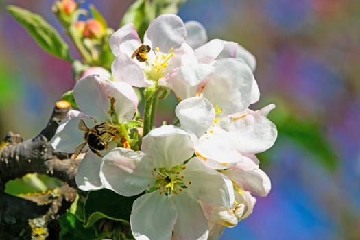 Apple blossom,close-up of the flowering of an apple tree in spring