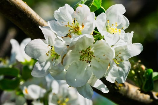 Apple blossom,close-up of the flowering of an apple tree in spring