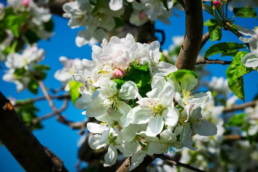 Apple blossom,close-up of the flowering of an apple tree in spring