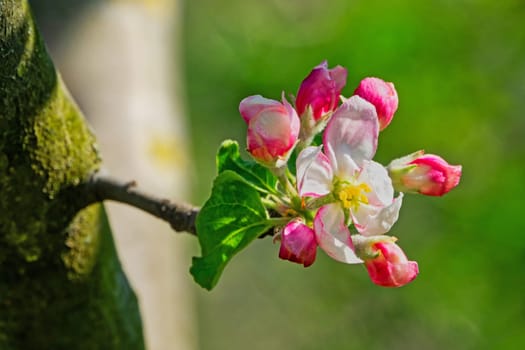 Apple blossom,close-up of the flowering of an apple tree in spring