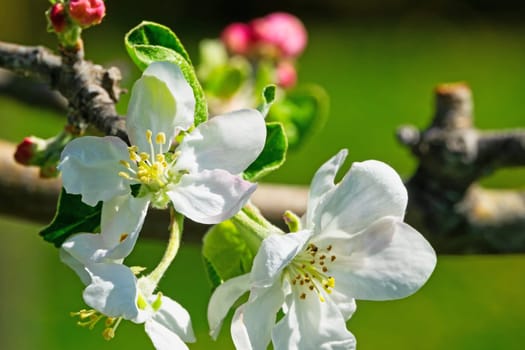 Apple blossom,close-up of the flowering of an apple tree in spring