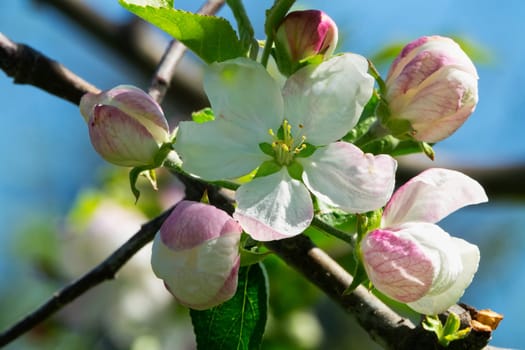 Apple blossom,close-up of the flowering of an apple tree in spring