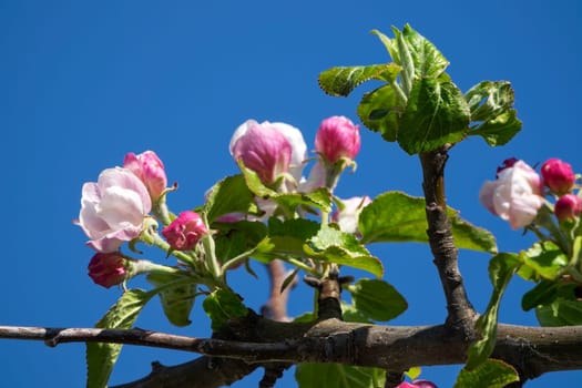 Apple blossom,close-up of the flowering of an apple tree in spring