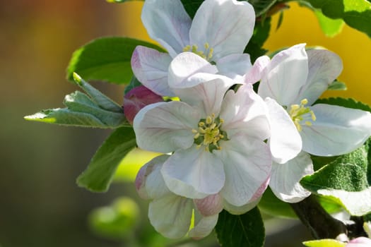 Apple blossom,close-up of the flowering of an apple tree in spring