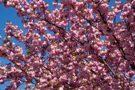 Tree in spring,magnificent pink flowers in bright weather