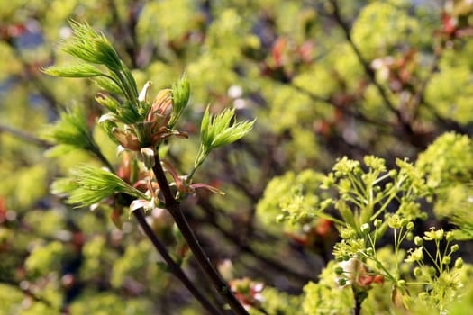 Young leaves and inflorescences on maple