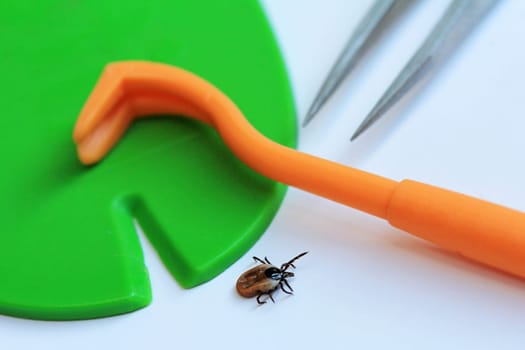 Proper and fast removal of a tick with a tick hook,tweezers or tick card
